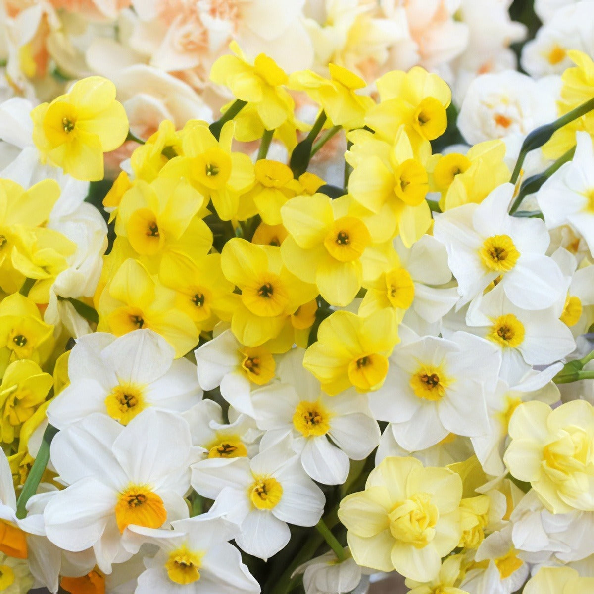 Jonquil Mixed Pkjonmxd 2025 - Garden Express Australia