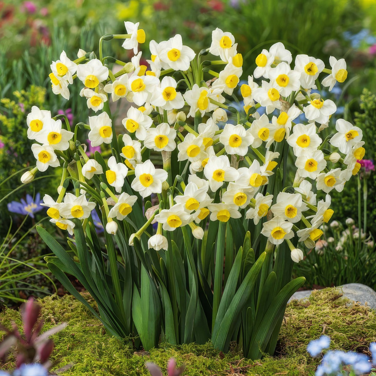 Jonquil Avalanche 2 Pkjonava 2026 - Garden Express Australia