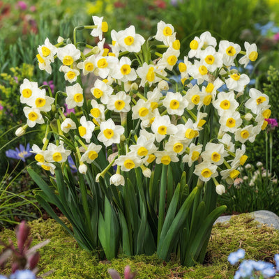 Jonquil Avalanche 2 Pkjonava 2026 - Garden Express Australia