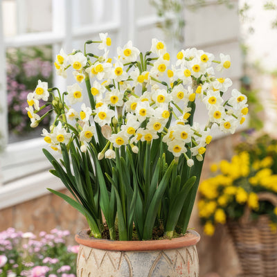 Jonquil Avalanche Pkjonava 2026 - Garden Express Australia