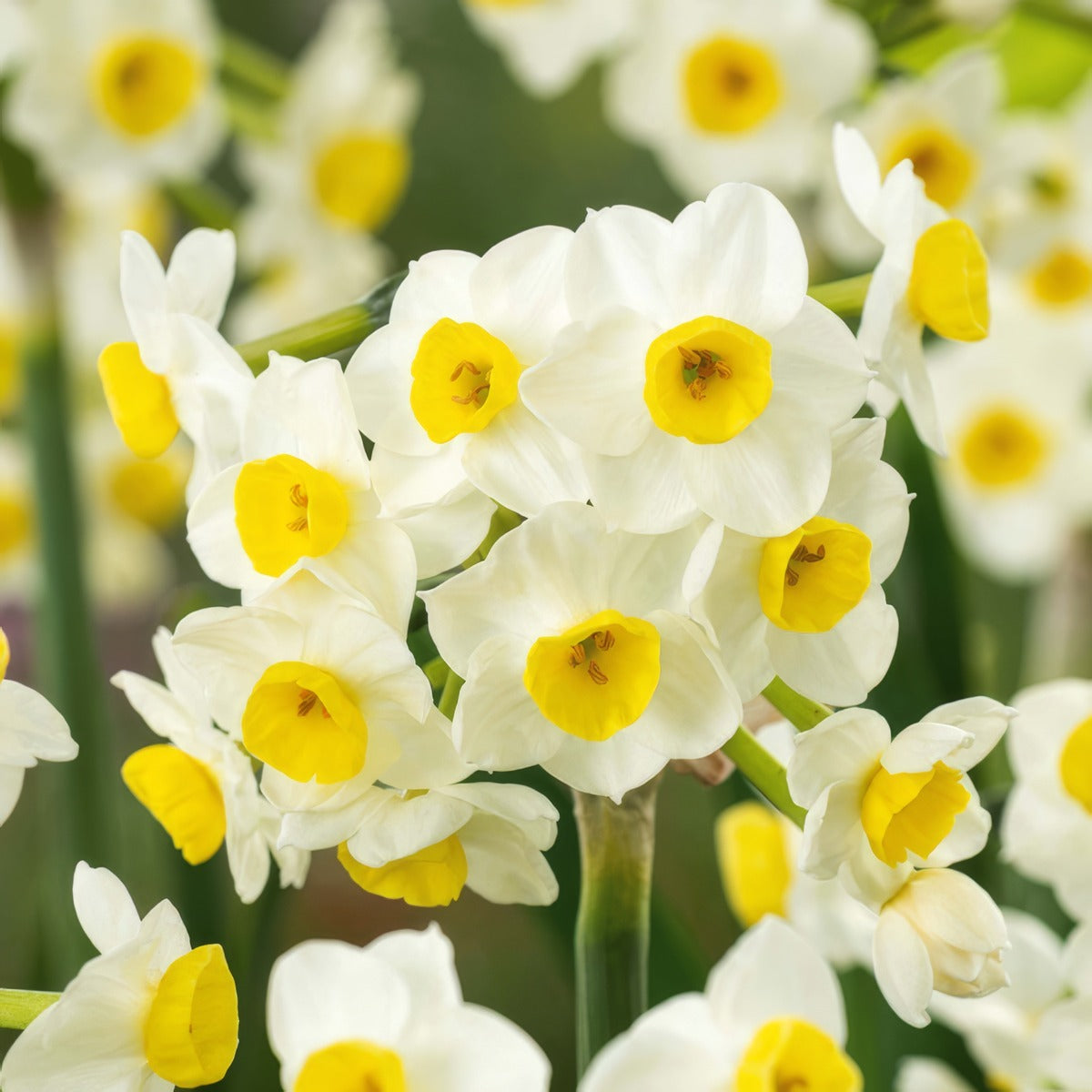 Jonquil Avalanche 3 Pkjonava 2026 - Garden Express Australia