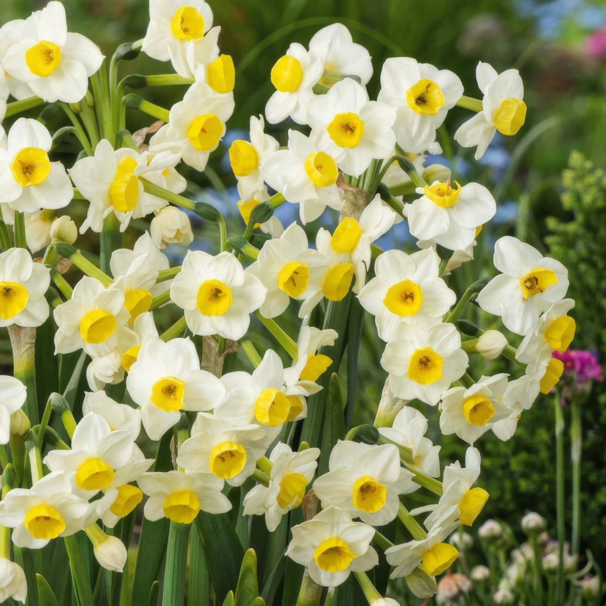 Jonquil Avalanche 4 Pkjonava 2026 - Garden Express Australia