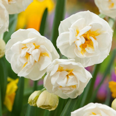Jonquil Bridal Crown 2 Pkjonbcr 2026 - Garden Express Australia