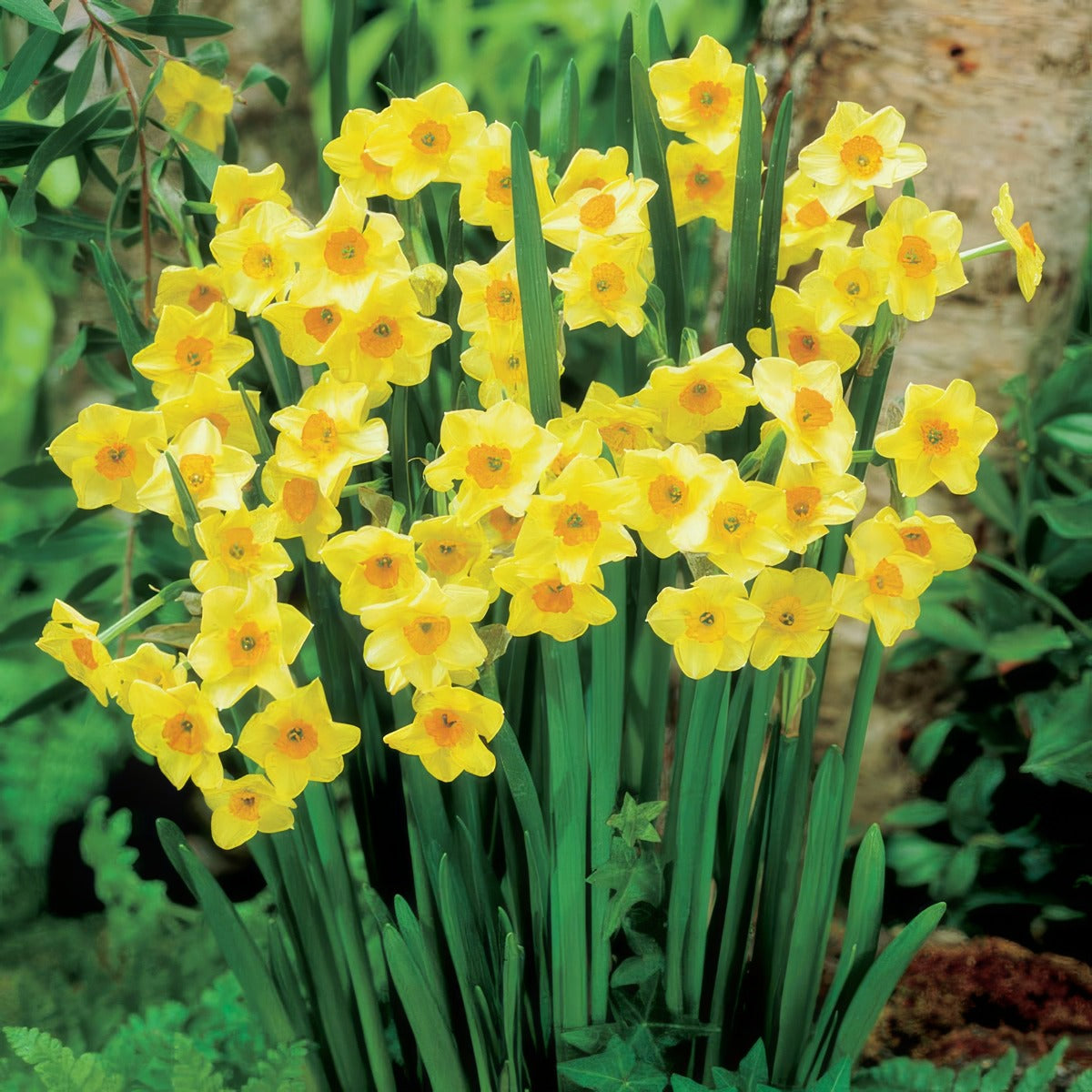 Jonquil Golden Dawn Pkjongda - Garden Express Australia