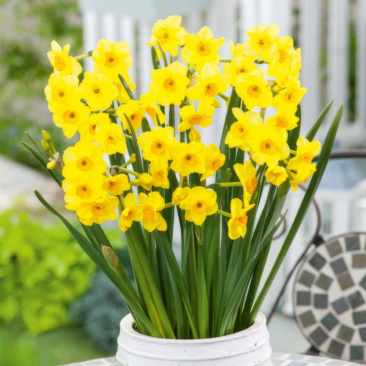 Jonquil Golden Dawn 2 Pkjongda 2026 - Garden Express Australia