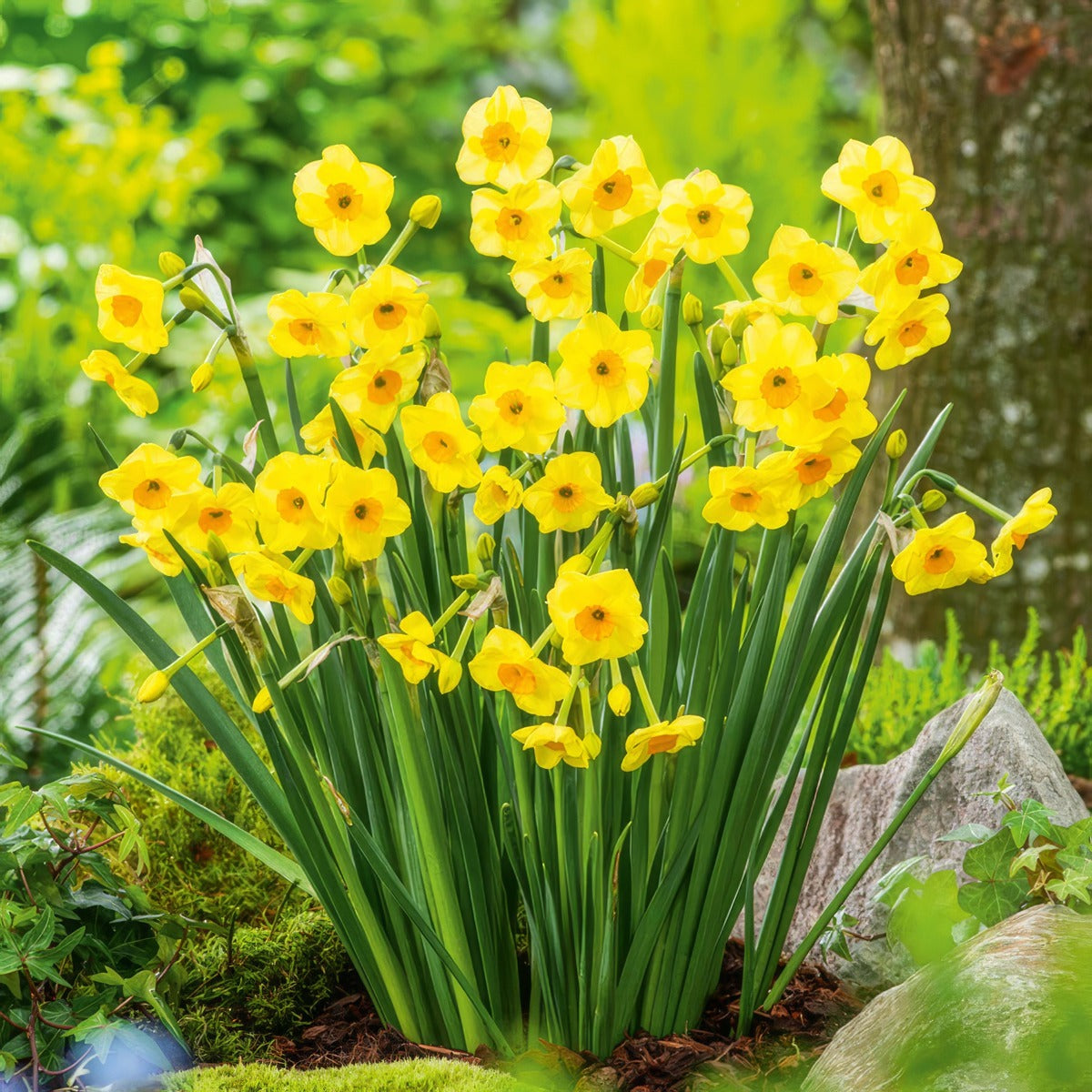 Jonquil Golden Dawn Pkjongda 2026 - Garden Express Australia