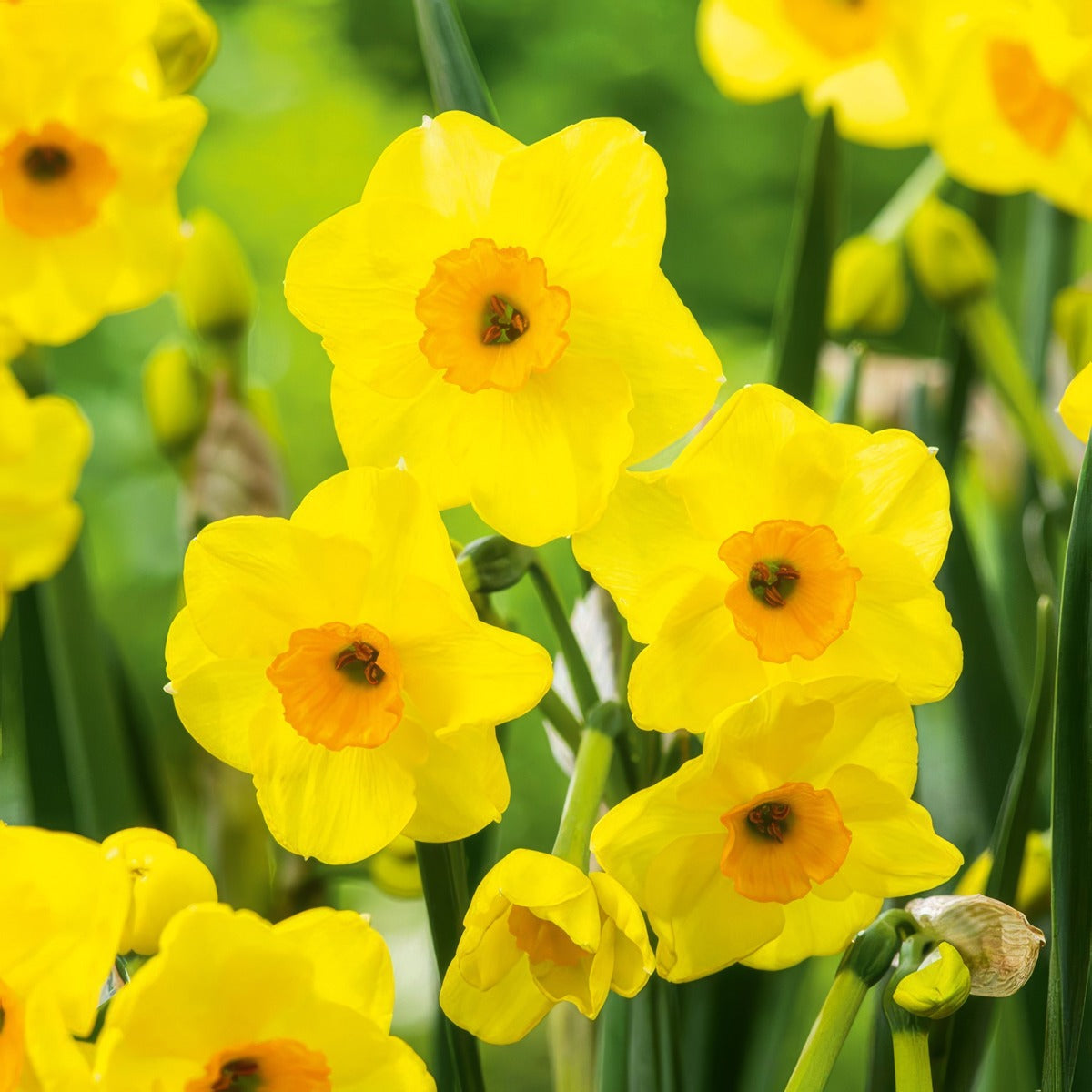 Jonquil Golden Dawn 3 Pkjongda 2026 - Garden Express Australia