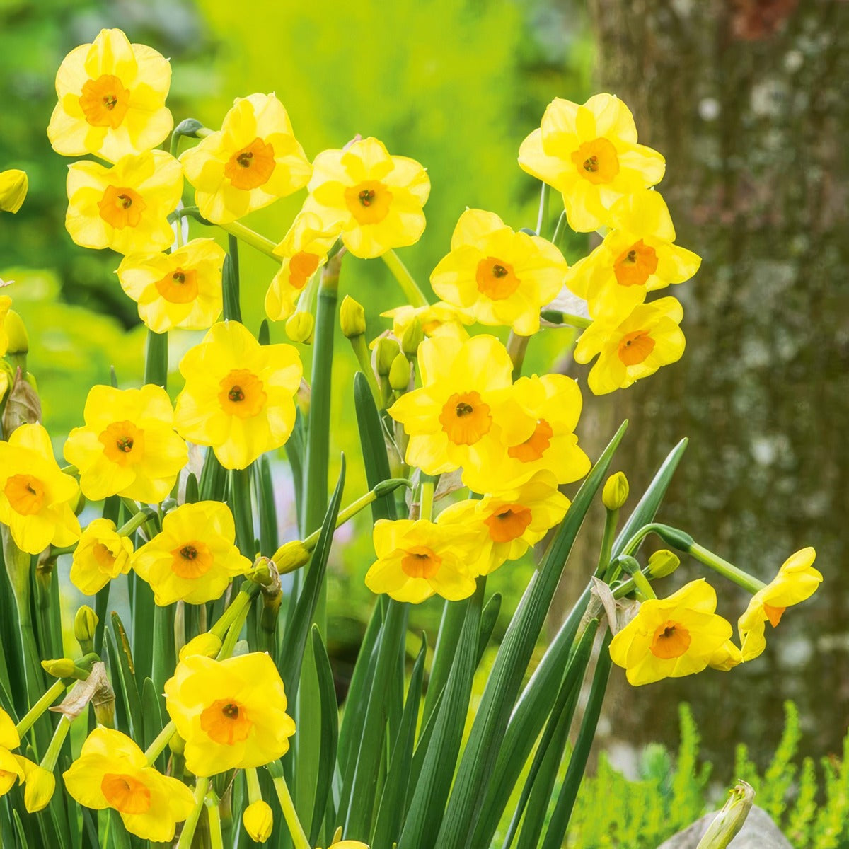 Jonquil Golden Dawn 4 Pkjongda 2026 - Garden Express Australia