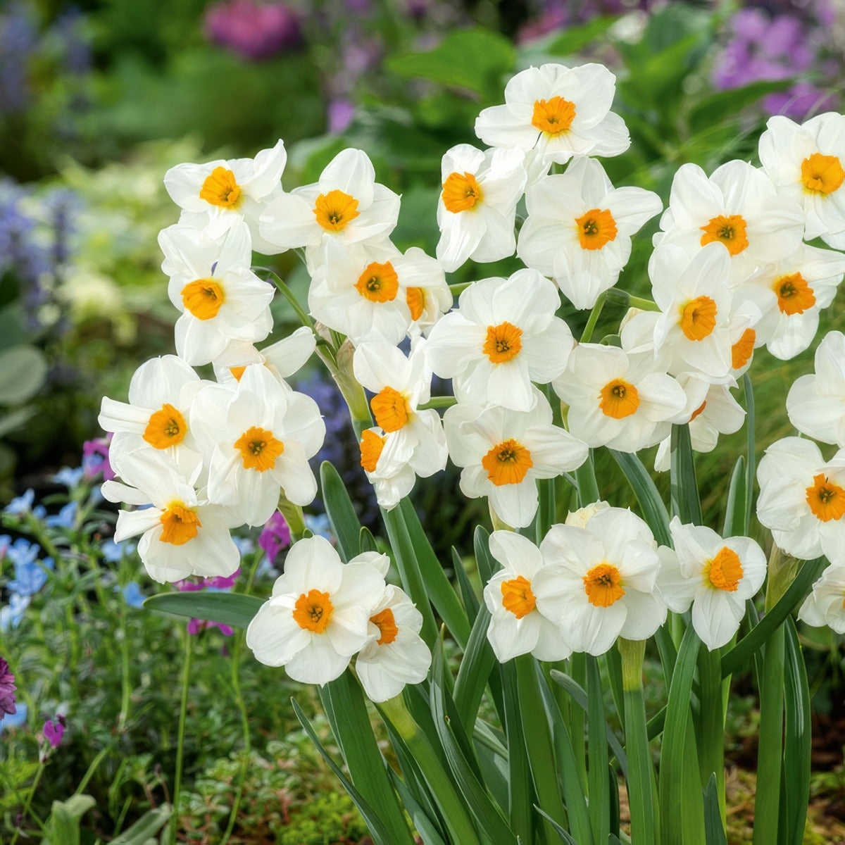 Jonquil Geranium 2 Pkjonger 2026 - Garden Express Australia