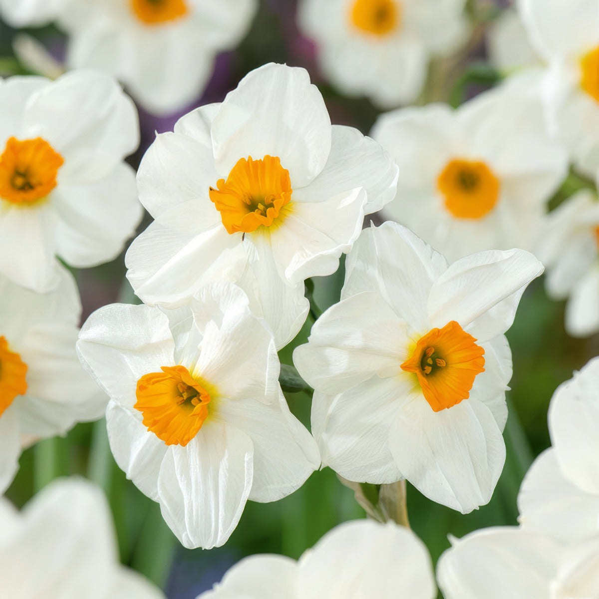 Jonquil Geranium Pkjonger 2026 - Garden Express Australia