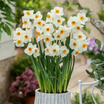 Jonquil Geranium 4 Pkjonger 2026 - Garden Express Australia