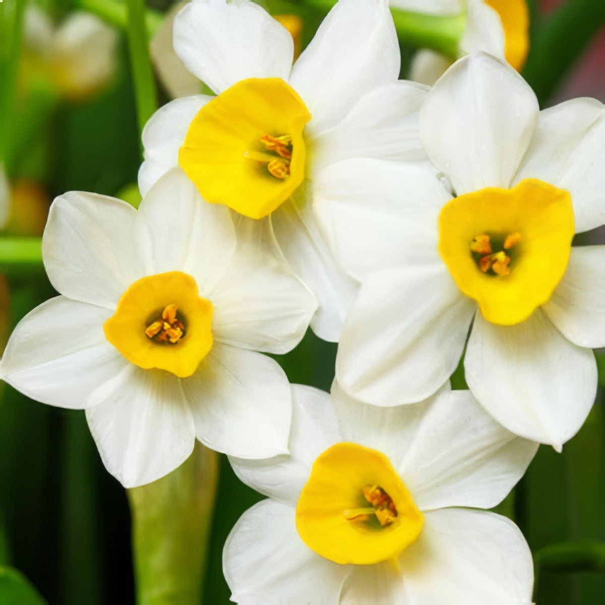 Jonquil Grand Monarch Pkjongmo 2017 - Garden Express Australia