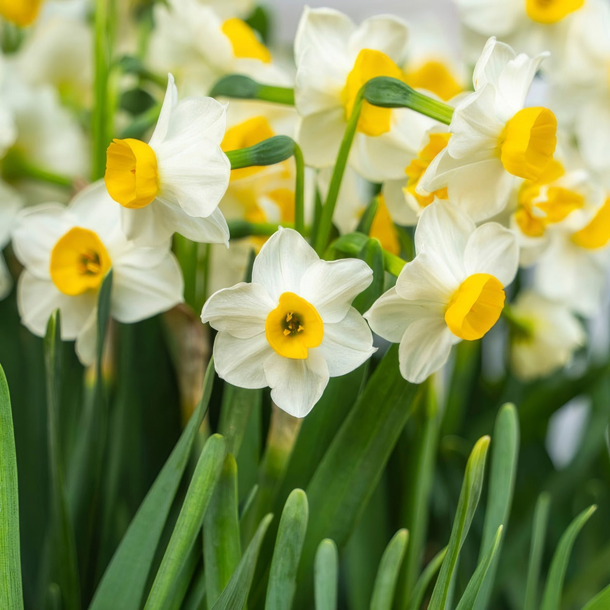 Jonquil Grand Monarch Pkjongmo 2026 - Garden Express Australia