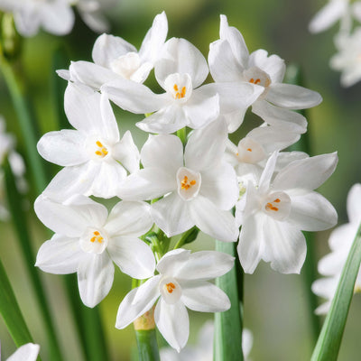 Jonquil Paperwhite 2 Pkjonpap 2026 - Garden Express Australia