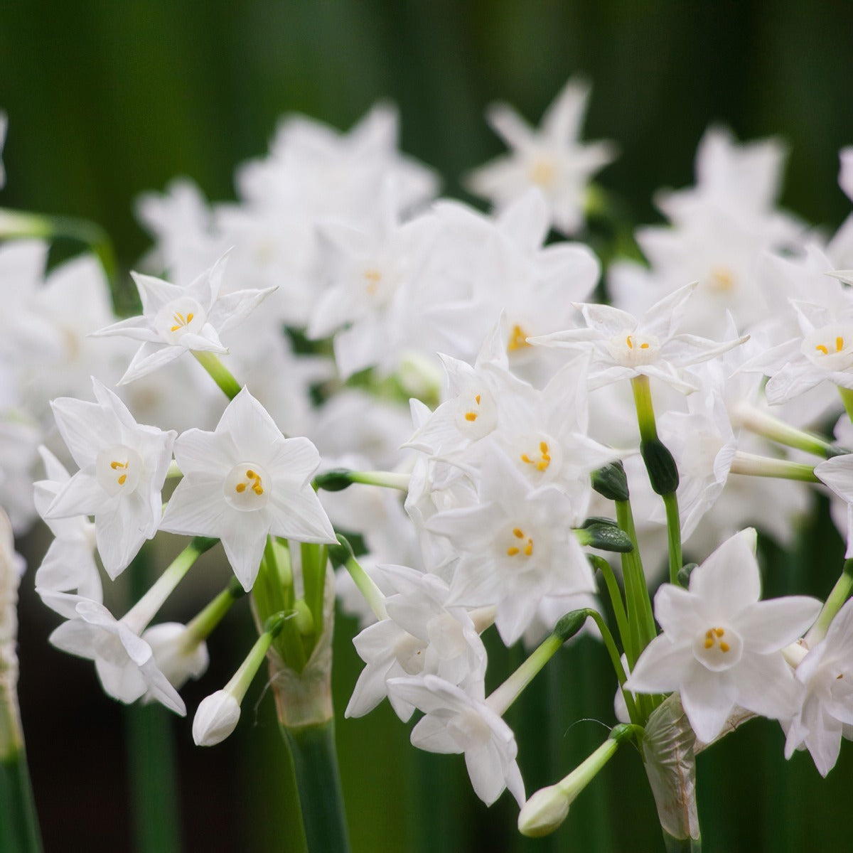 Jonquil Paperwhite Pkjonpap 2026 - Garden Express Australia