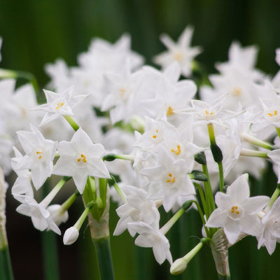 Jonquil Paperwhite Pkjonpap 2026 - Garden Express Australia