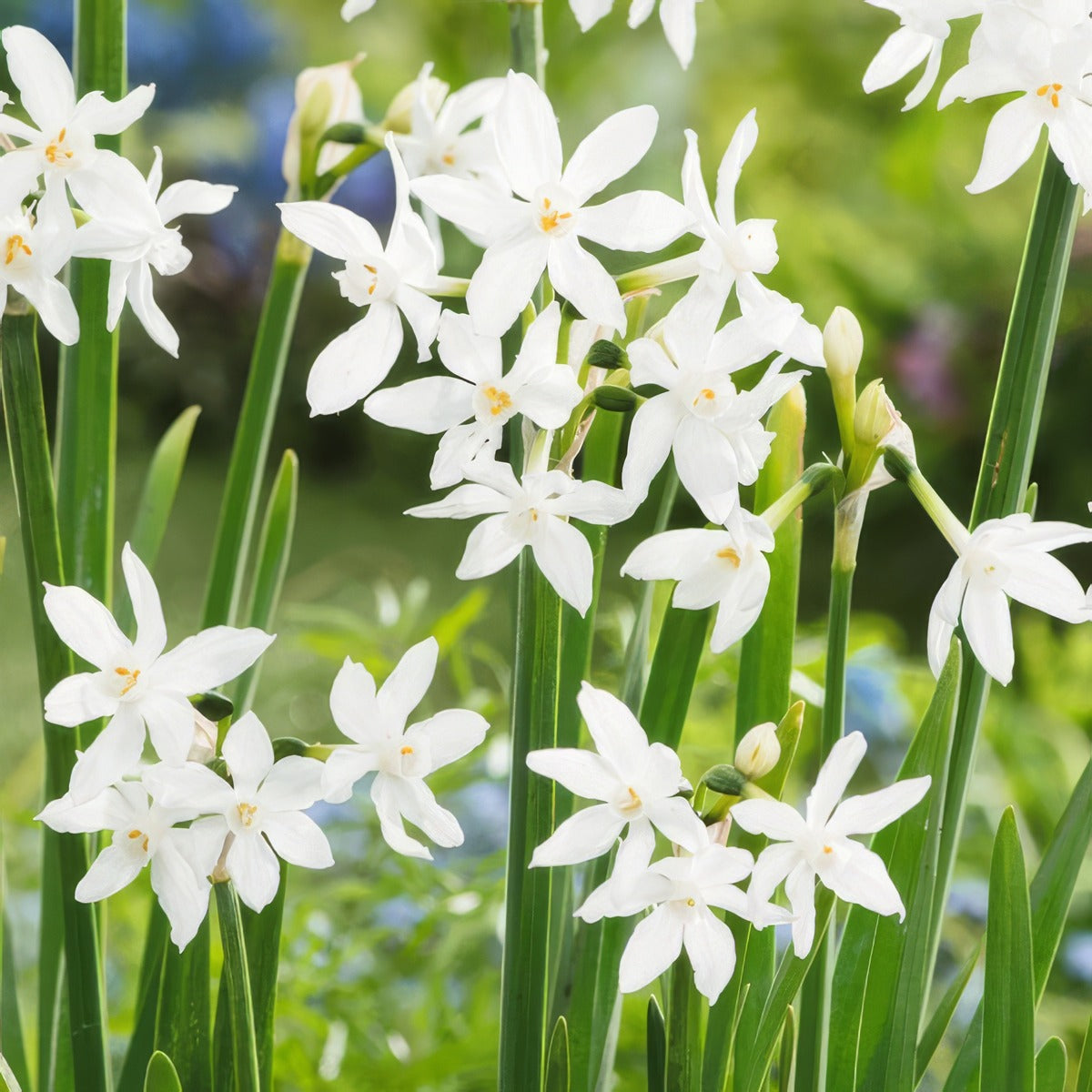Jonquil Paperwhite 3 Pkjonpap 2026 - Garden Express Australia