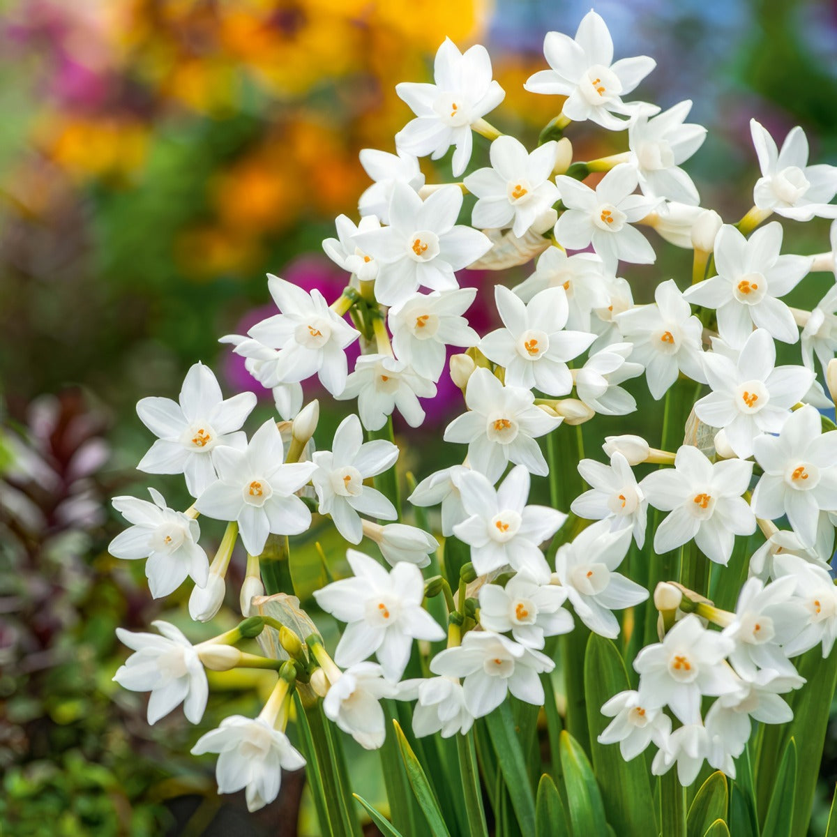 Jonquil Silverchimes 2 Pkjonsch 2026 - Garden Express Australia
