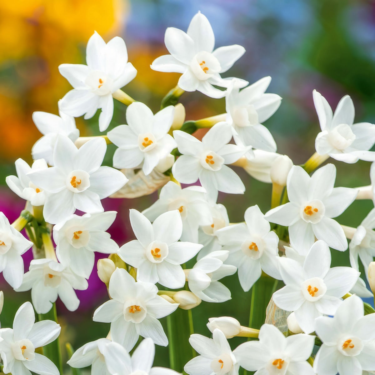 Jonquil Silverchimes Pkjonsch 2026 - Garden Express Australia