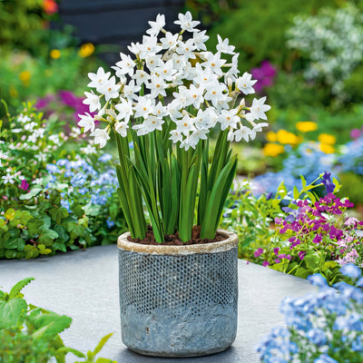 Jonquil Silverchimes 4 Pkjonsch 2026 - Garden Express Australia