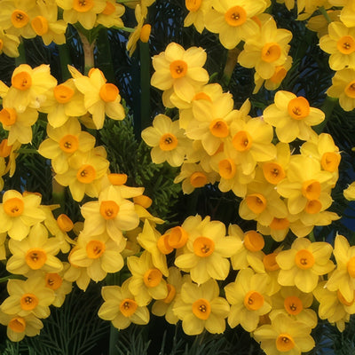 Jonquil Soliel Dior Chels17 - Garden Express Australia