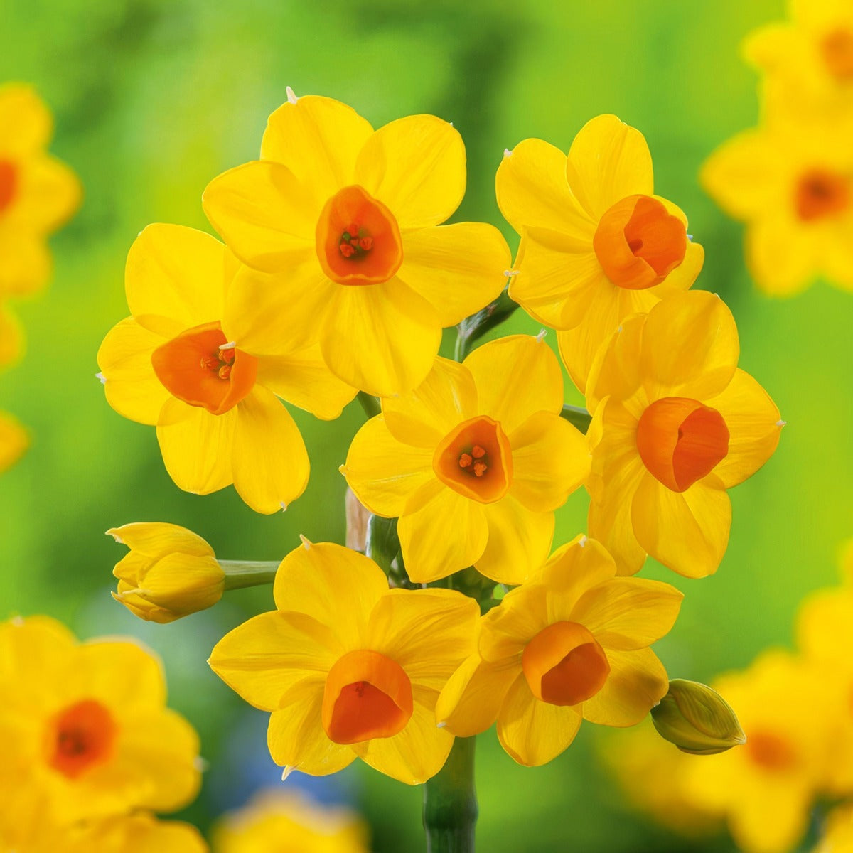 Jonquil Soleil Dor 2 Pkjonsdo 2026 - Garden Express Australia