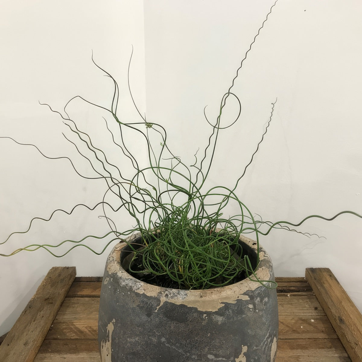 Juncus Spiralis The Spaghetti Plant P10junssp - Garden Express Australia