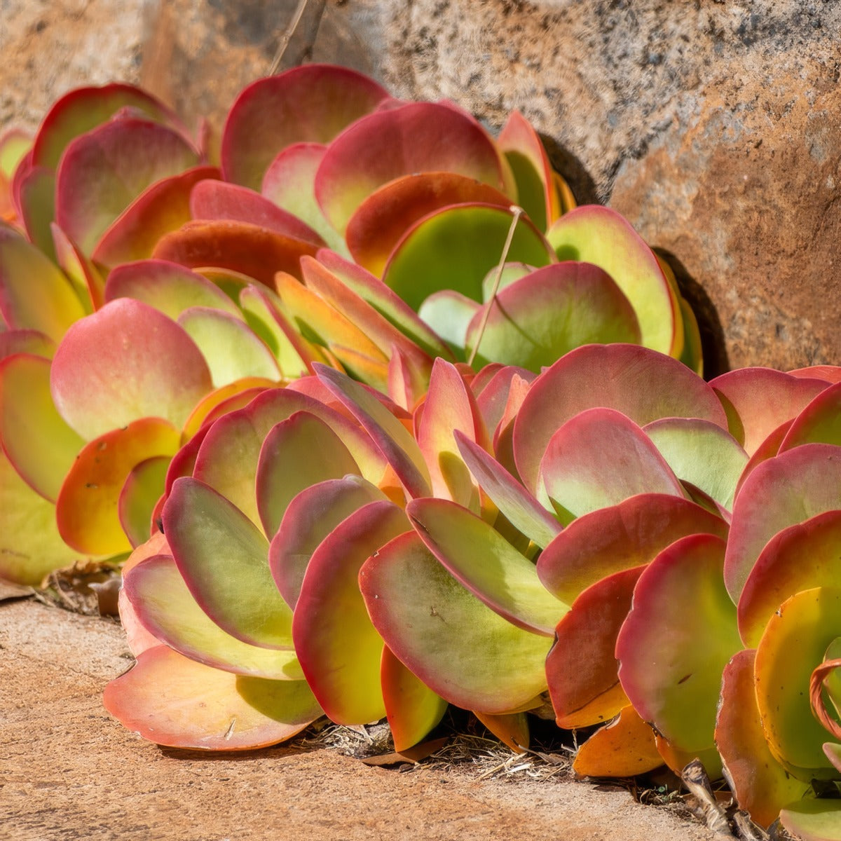Kalanchoe Bronze Sculpture Lpokalbsc - Garden Express Australia