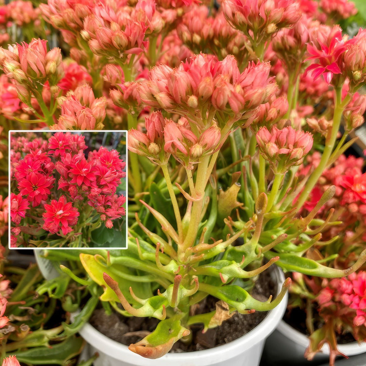 Kalanchoe Tarantula P13kaltar - Garden Express Australia