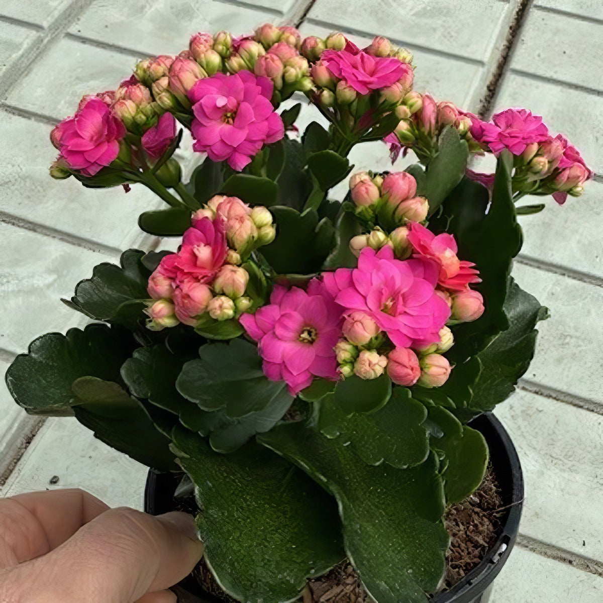 Kalanchoe Perfecta Pink - Garden Express Australia