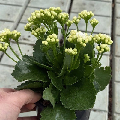 Kalanchoe Perfecta White - Garden Express Australia