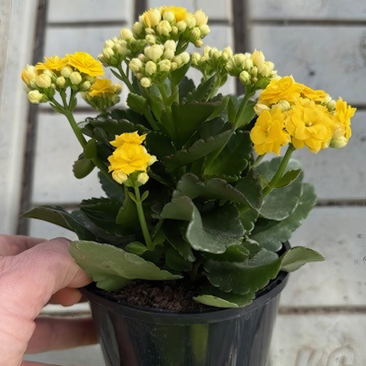 Kalanchoe Perfecta Yellow - Garden Express Australia
