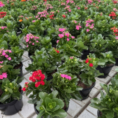 Kalanchoe Triple Treat 1 - Garden Express Australia