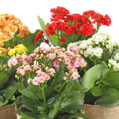 Kalanchoe - Garden Express Australia