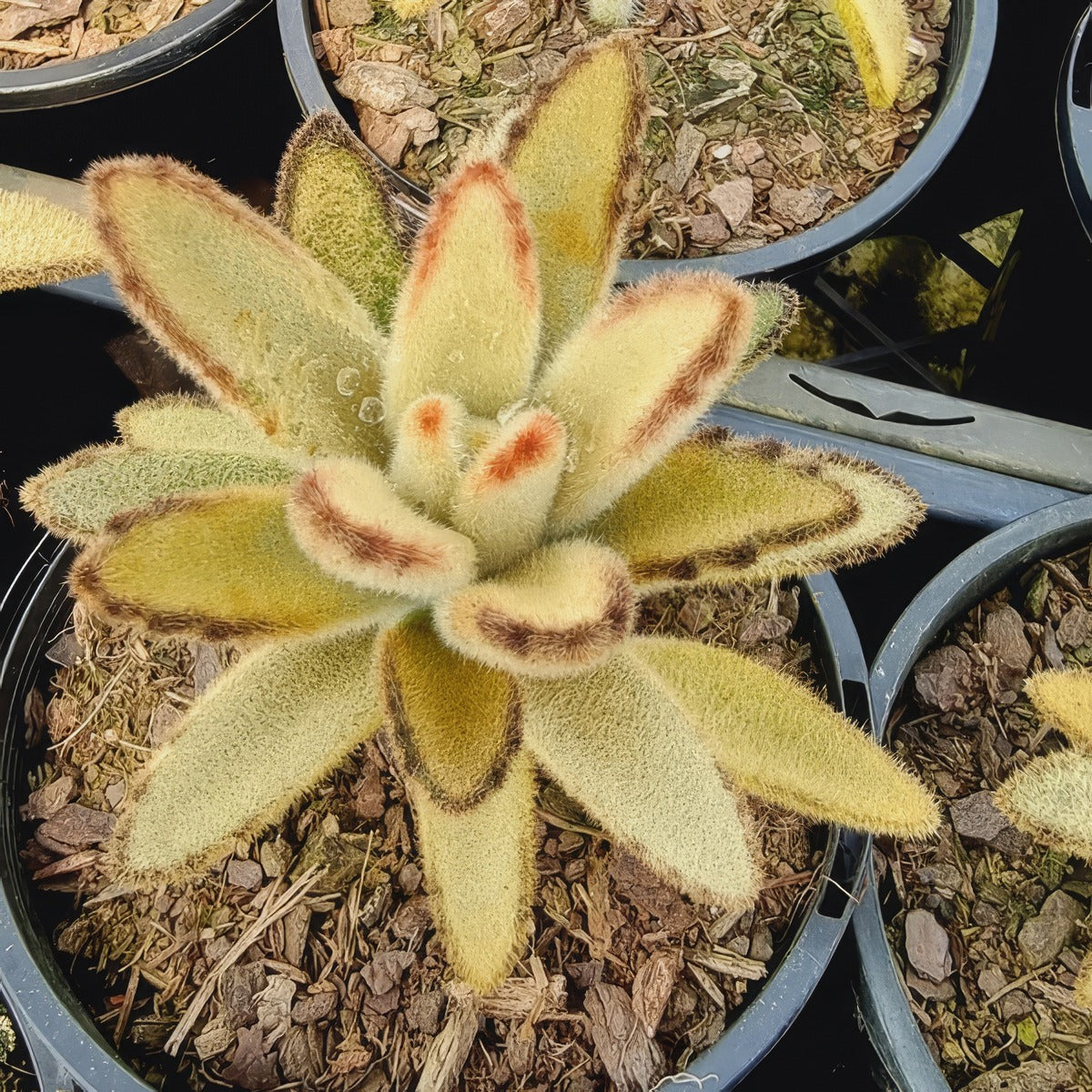 Kalanchoe Pussy Cat Ears P100kalpca - Garden Express Australia