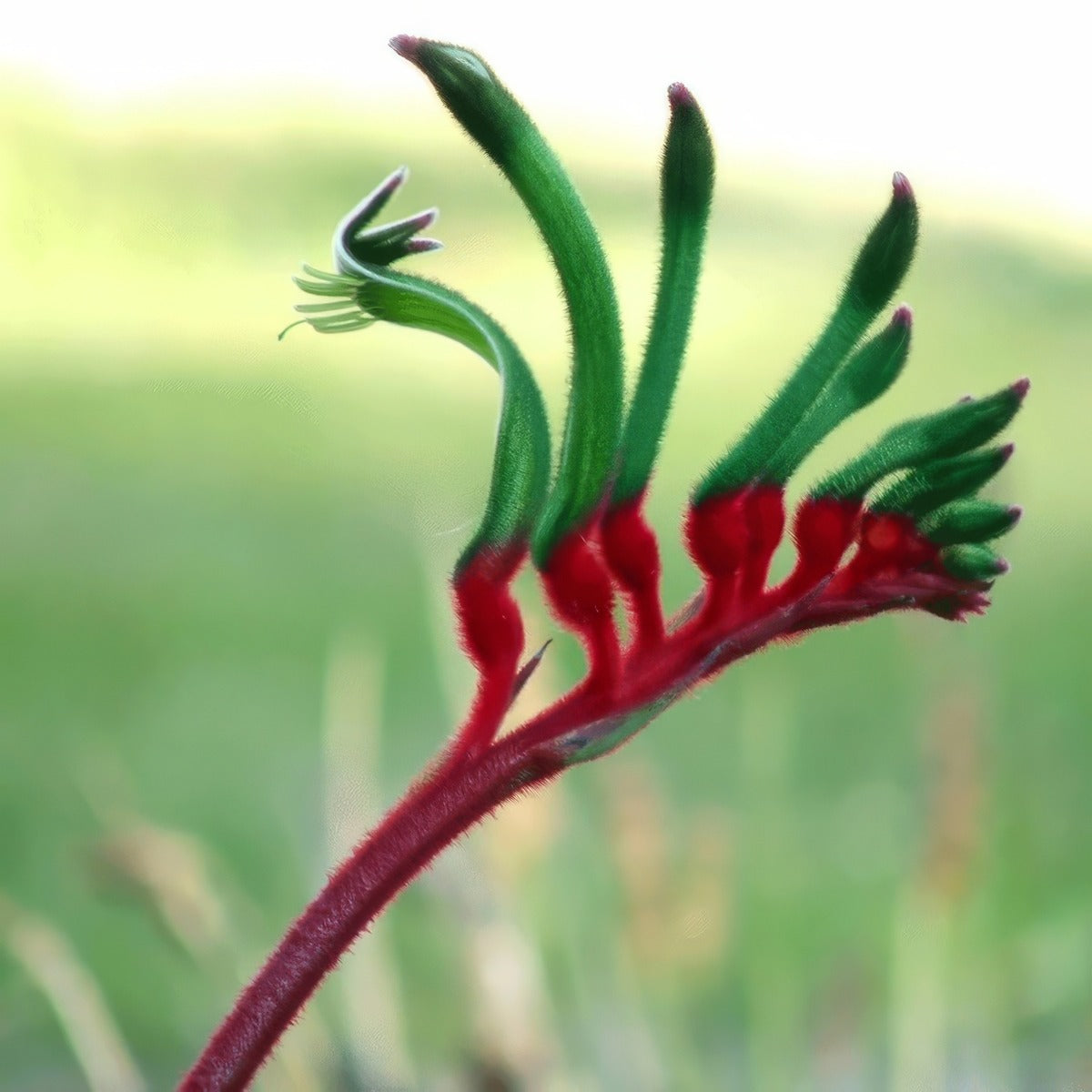 Kangaroo Paw Manglesii Lpokpaman - Garden Express Australia