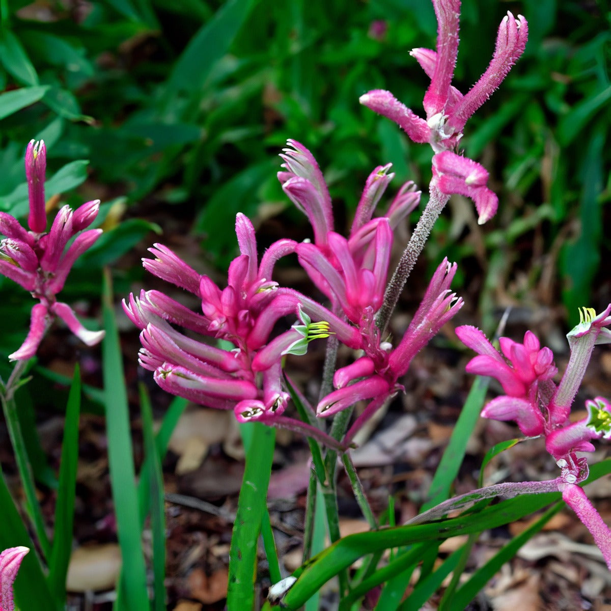 Kangaroo Paw Pink Beauty Lpokpapbe - Garden Express Australia