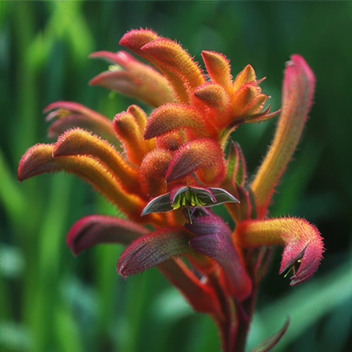 Kangaroo Paw Bush Blitz Lpokpabbl 2020 - Garden Express Australia