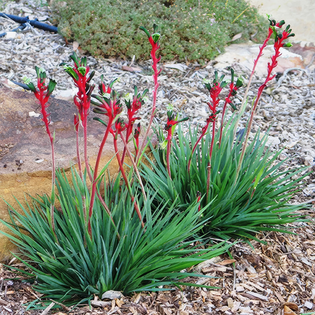 Kangaroo Paw Bush Dance Clump - Garden Express Australia
