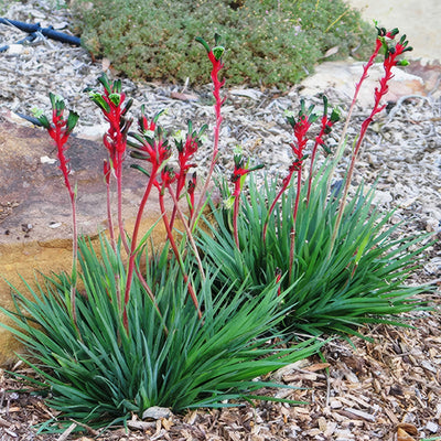 Kangaroo Paw Bush Dance Clump - Garden Express Australia