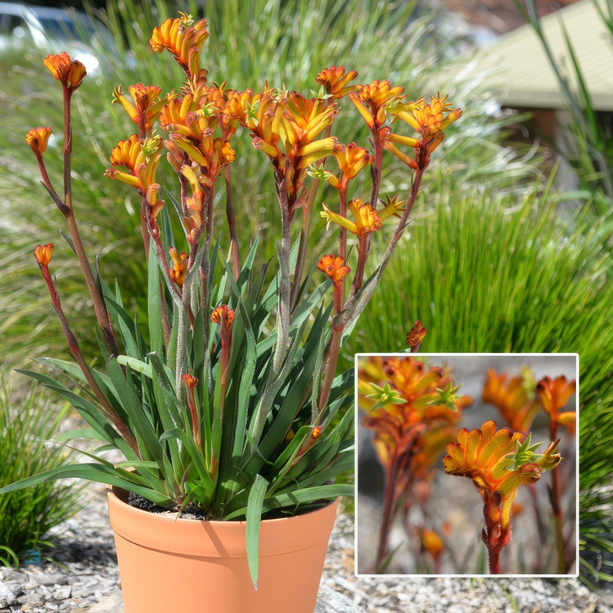 Kangaroo Paw Bush Fire Lpokpabfi - Garden Express Australia