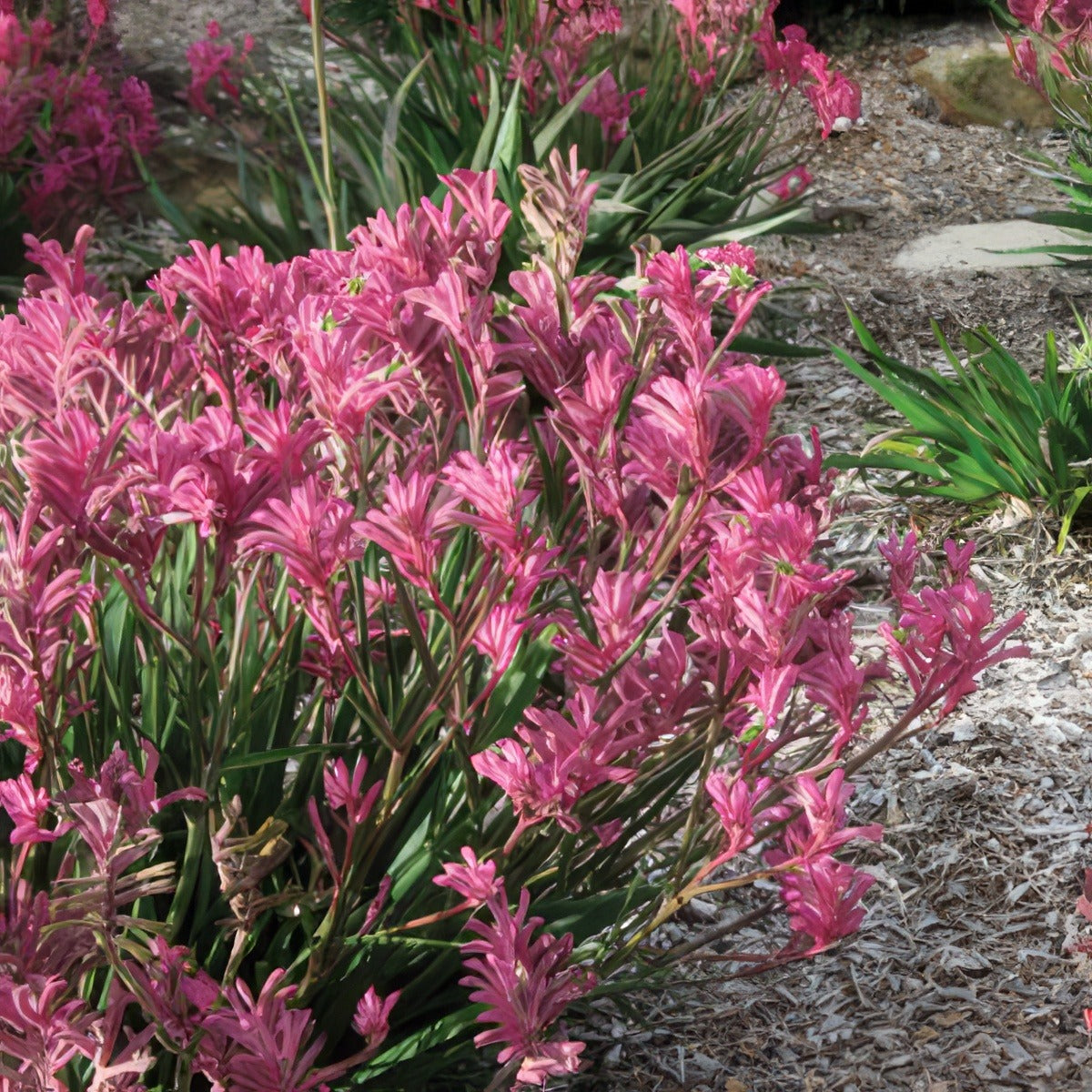 Kangaroo Paw Bush Pearl Lpokpabpe - Garden Express Australia