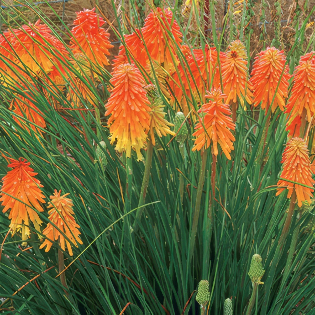 Kniphofia Winter Cheer 16jpg - Garden Express Australia