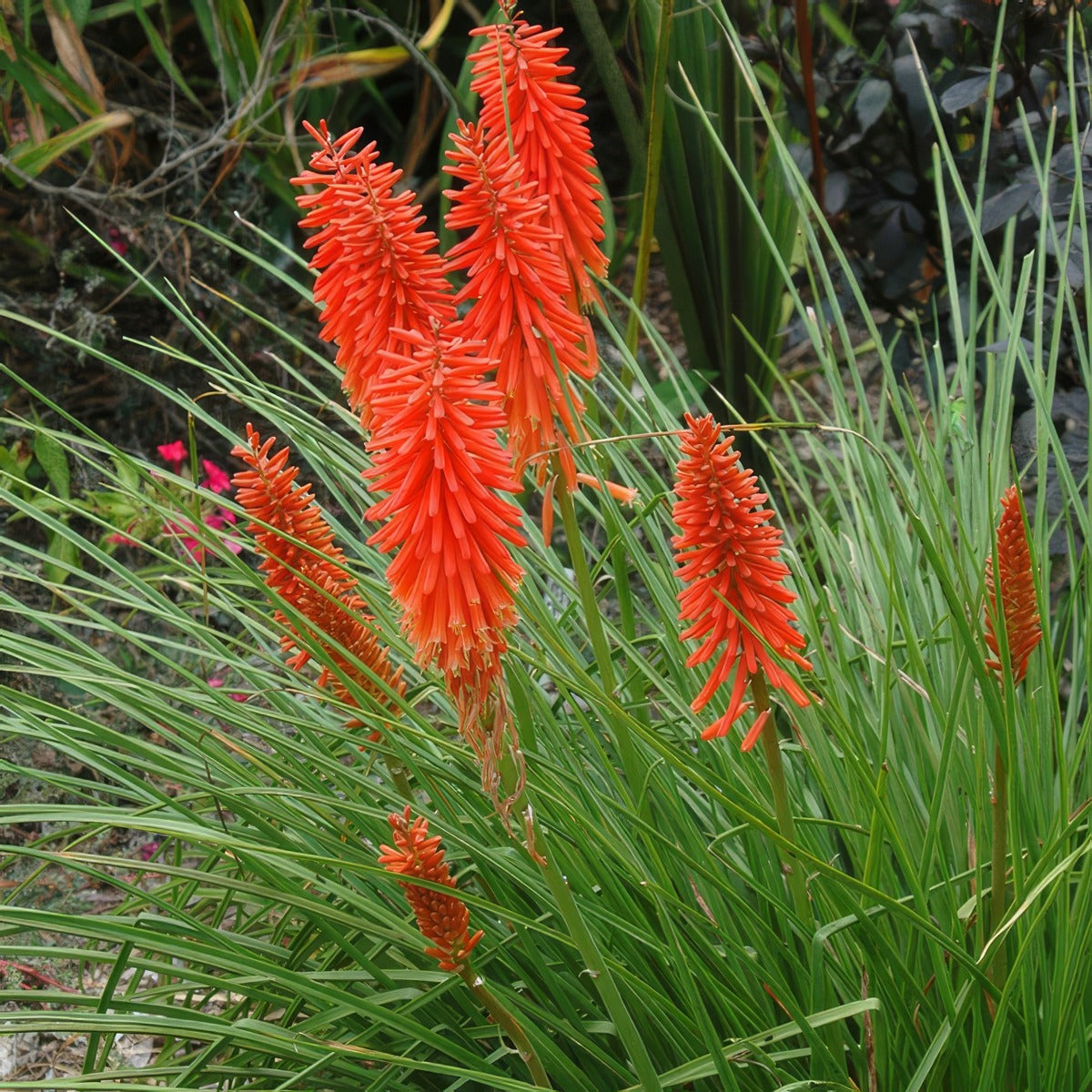 Kniphofia Nancys Red P75kninre - Garden Express Australia