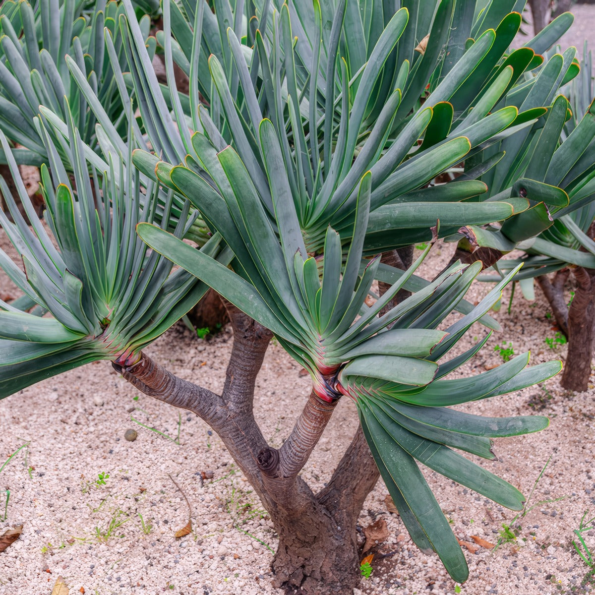 Kumara Plicatilis Lpokumpli - Garden Express Australia