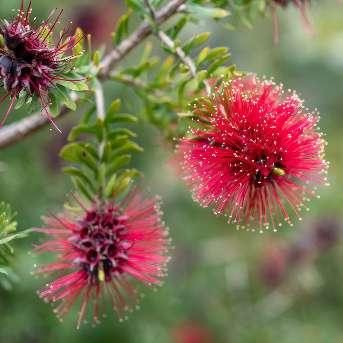 Kunzea Baxterii Lpokunbax - Garden Express Australia