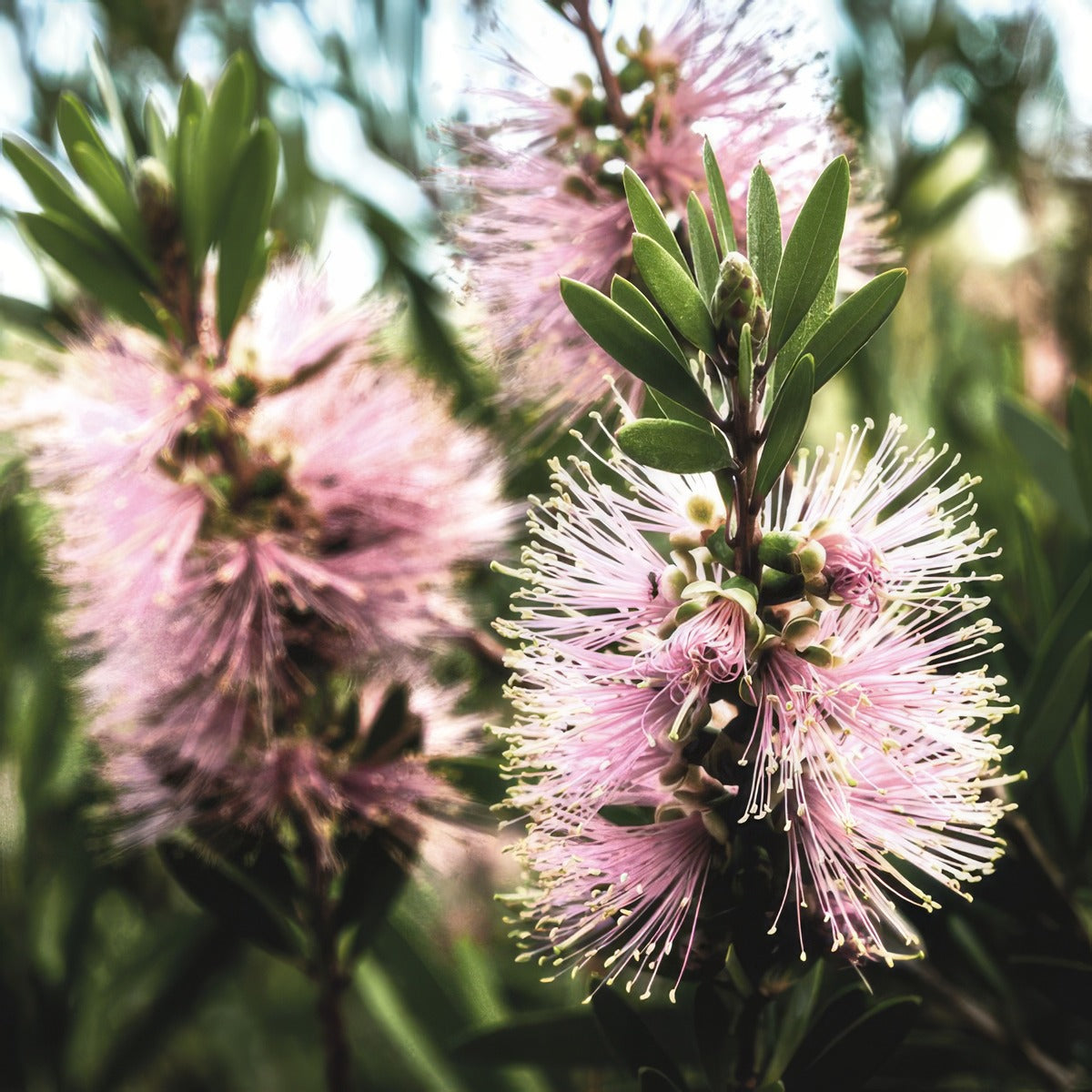 Kunzea Baxteri Pinkp14kunbpi - Garden Express Australia