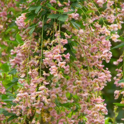Laburnum Adams 15 Cfg - Garden Express Australia