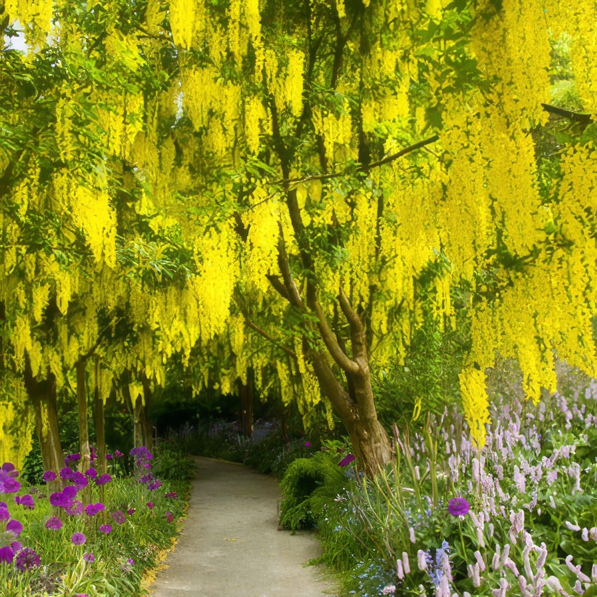 Laburnum Vossii 16 - Garden Express Australia