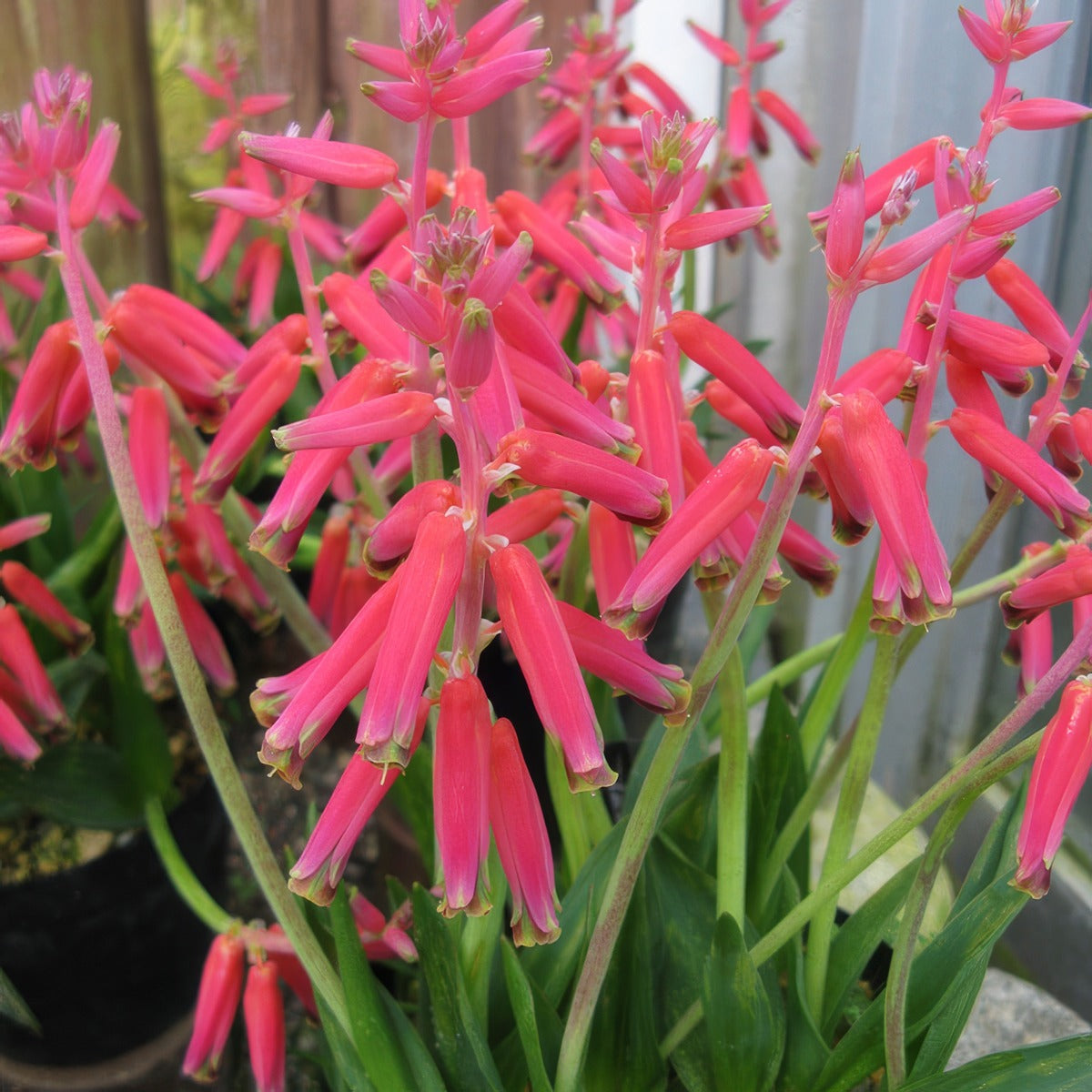 Lachenalia Pendula Pklacpen By Kenpei Own Work Via Wiki - Garden Express Australia